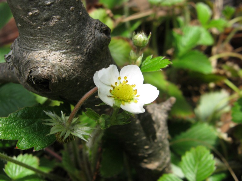 FLOR DE FRESA