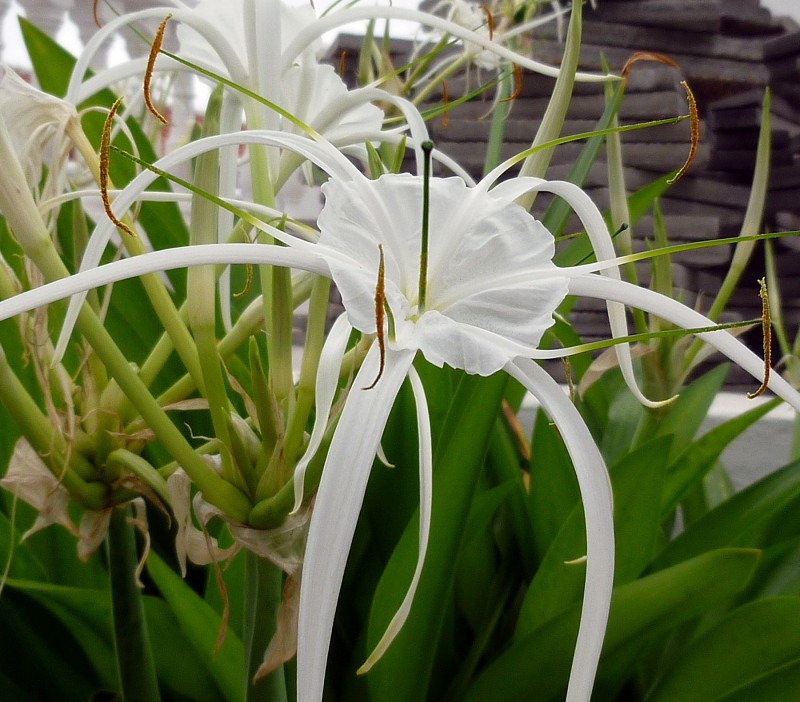 flor blanca