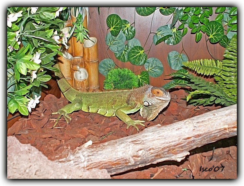 Iguana en el terrario