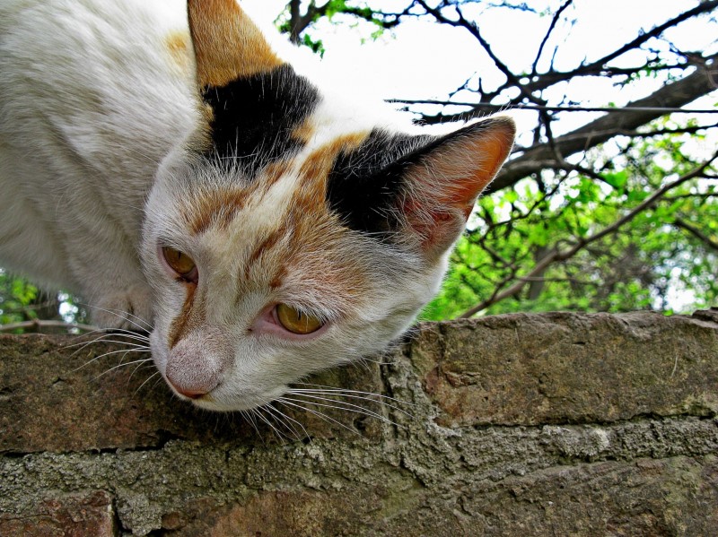 OJOS DE GATA SOLTERA