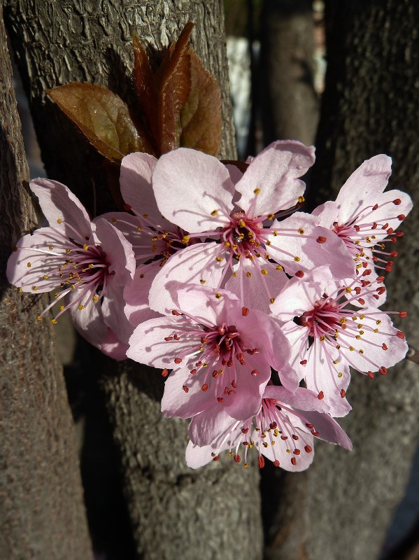 Flor del ciruelo 01