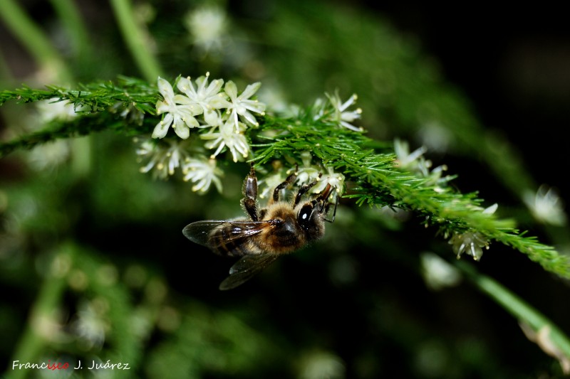 Abeja en esparraguera (II)