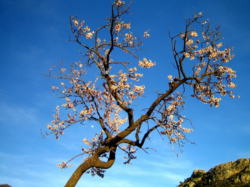 Almendro en Flor