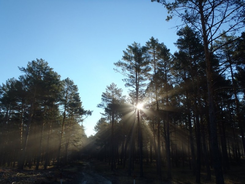 contraluz bosque