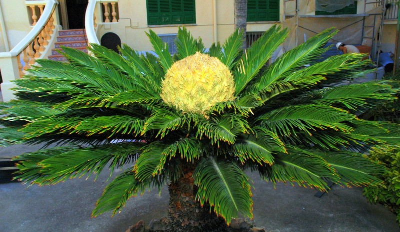 Palmera