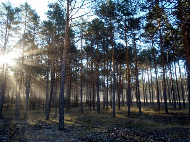 Contraluz bosque 2