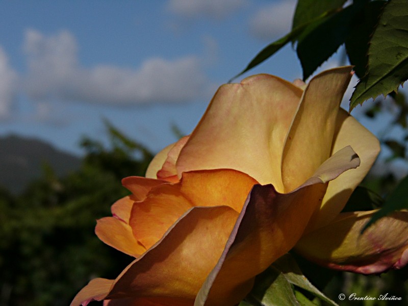 Rosa vespertina