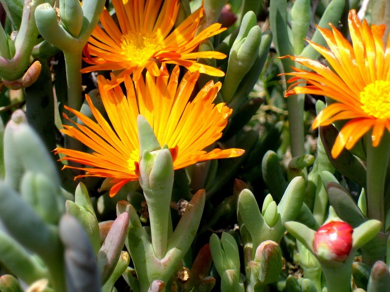 Flora mediterranea