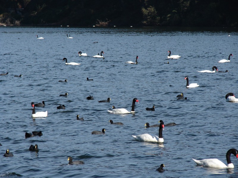 Cisnes en Laguna Grande de San Pedro