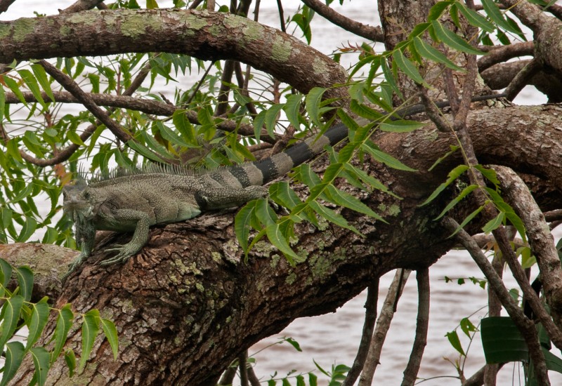 Iguana