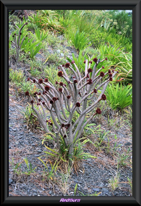 Extraa planta cerca de la playa