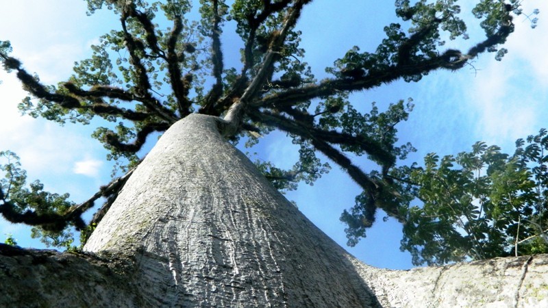 Ceiba