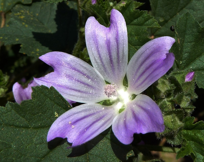 Flor Mar 11 40