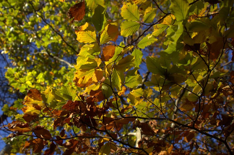 colores de otoo