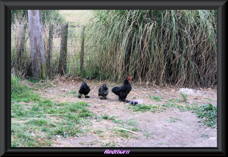 Mam gallina y sus polluelos