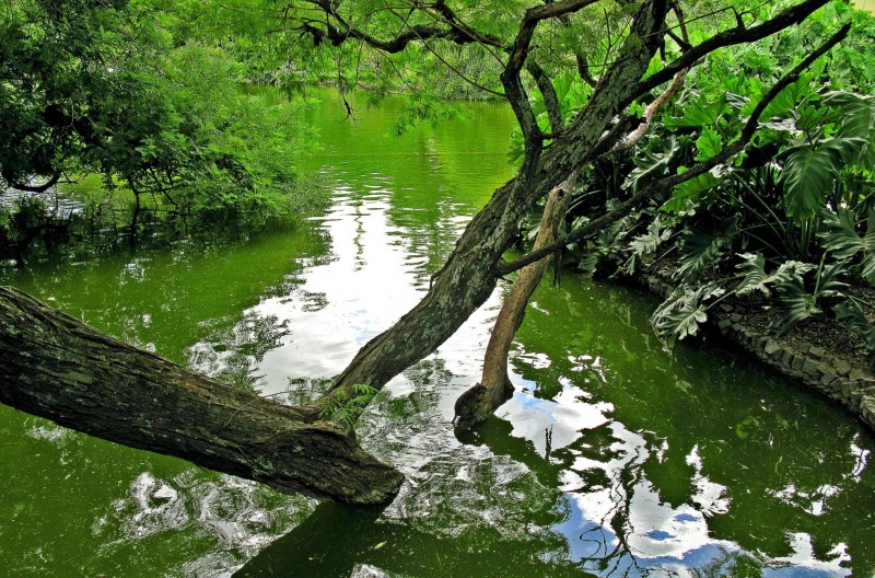 POR EL VERDE, VERDE