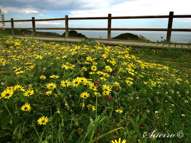 manto de flores