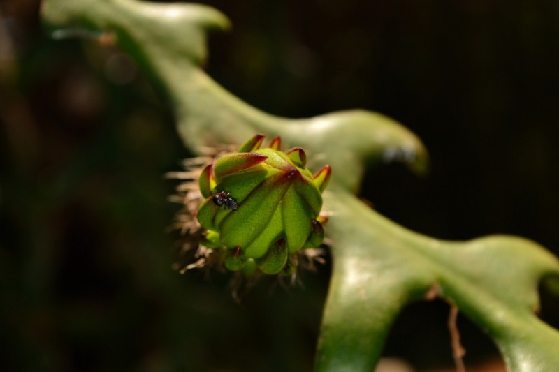 Los bichos del jardn