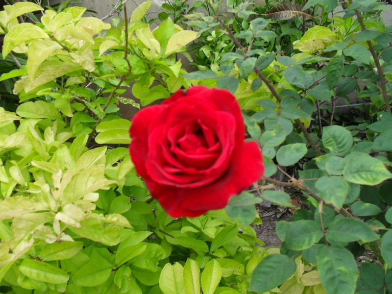 La rosa de mi jardn