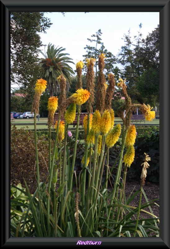 Flores amarillas en el parque de Rotorua