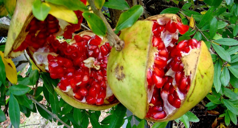 Granadas