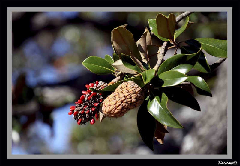 Las rojas semillas de la magnolia