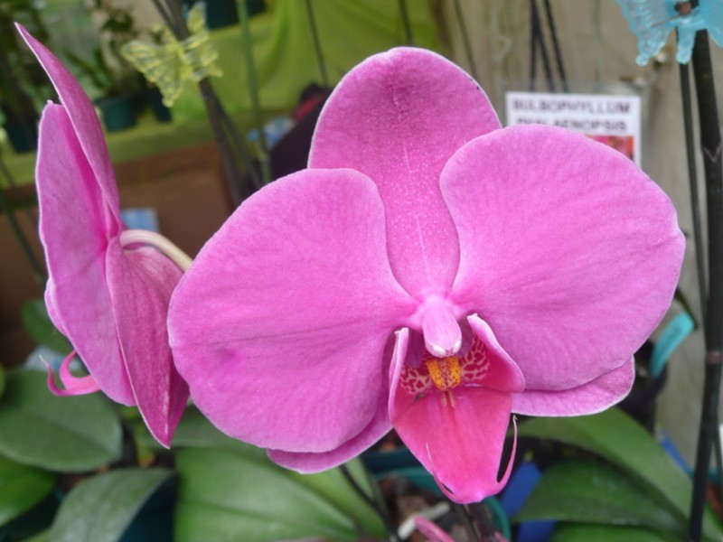 Orqudea 31