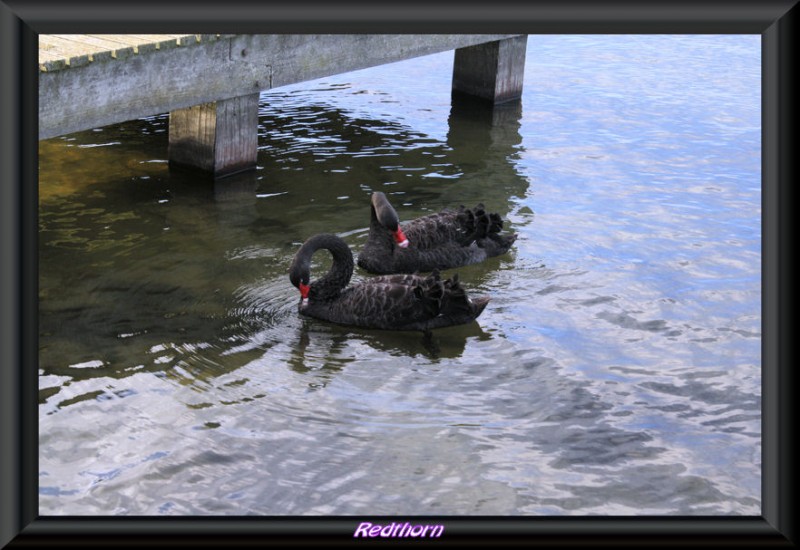 Pareja cisnes negros acicalndose