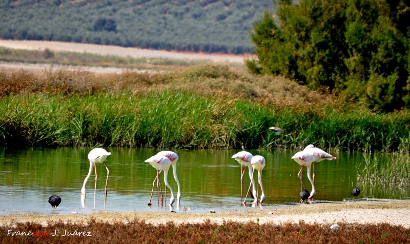 Flamencos en la laguna