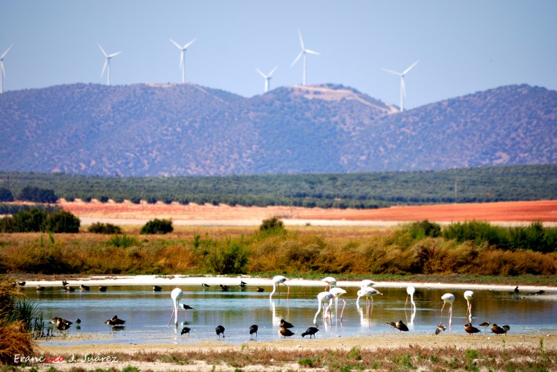 Laguna de Fuente de Piedra