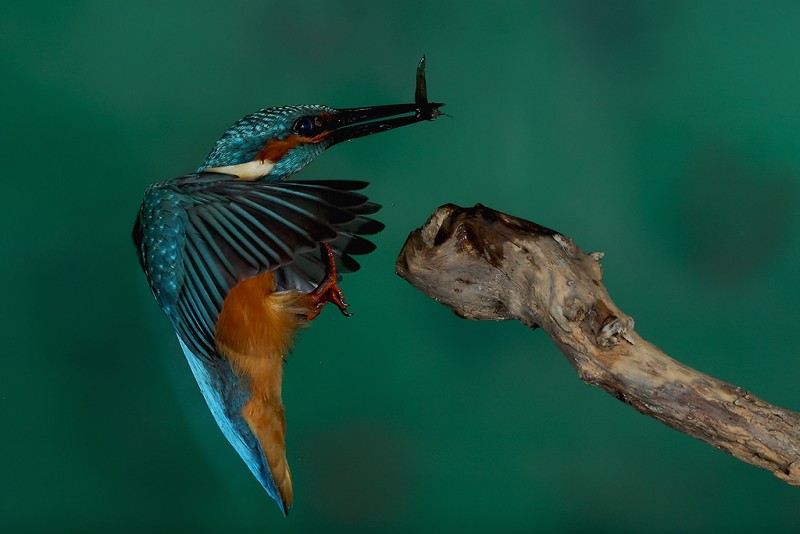 Viaje a la pescadera