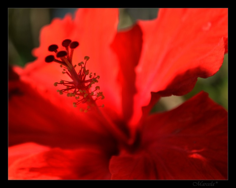 Clsica de las clsicas: Roja Rosa China