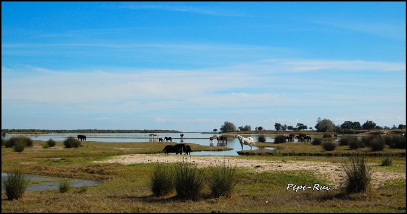 libres