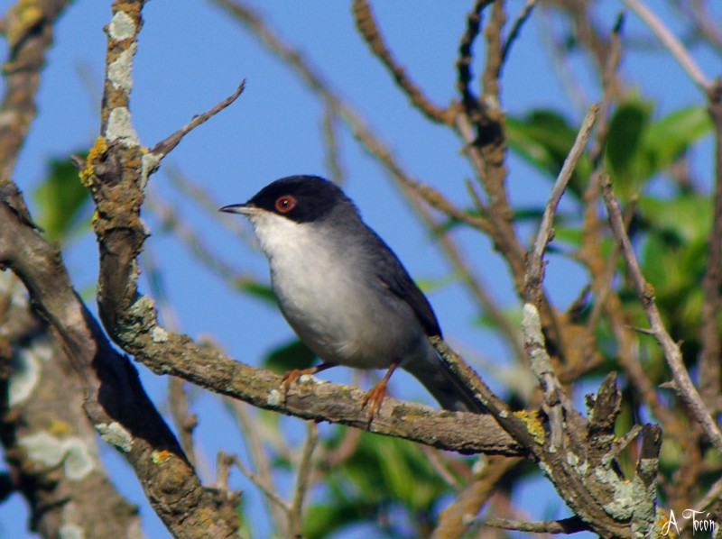 Curruca cabecinegra