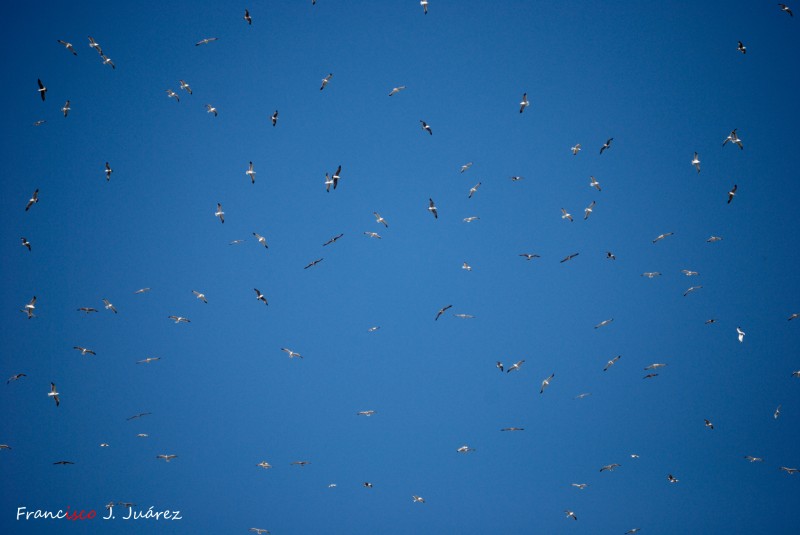 Cubierto de gaviotas