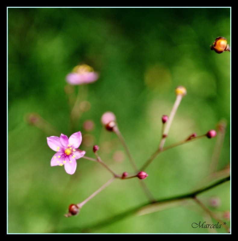 Florcita de la vida