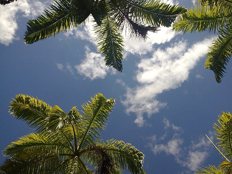 Palmeras en el cielo