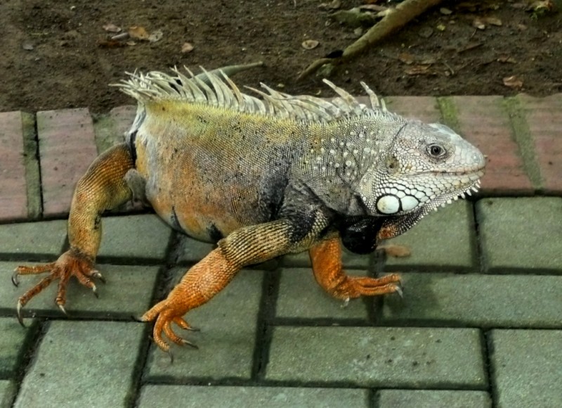 IGUANA VERDE