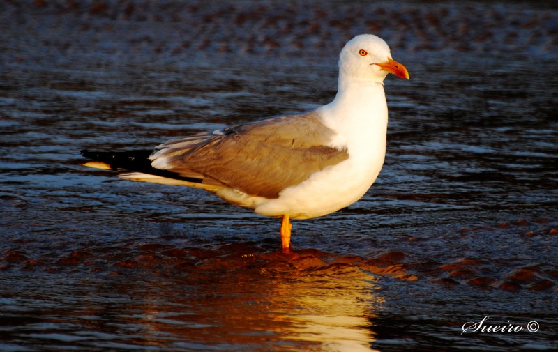 dorada en el mar