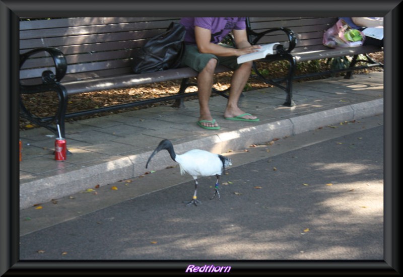 Ibis blanco paseando tranquilamente por el parque