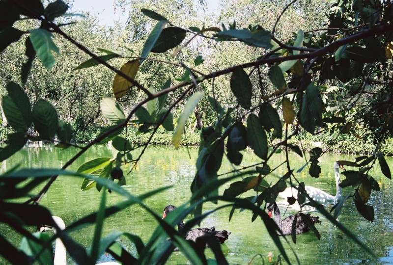 Cisnes tras las ramas