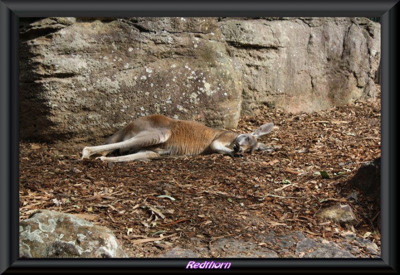 La siesta del canguro