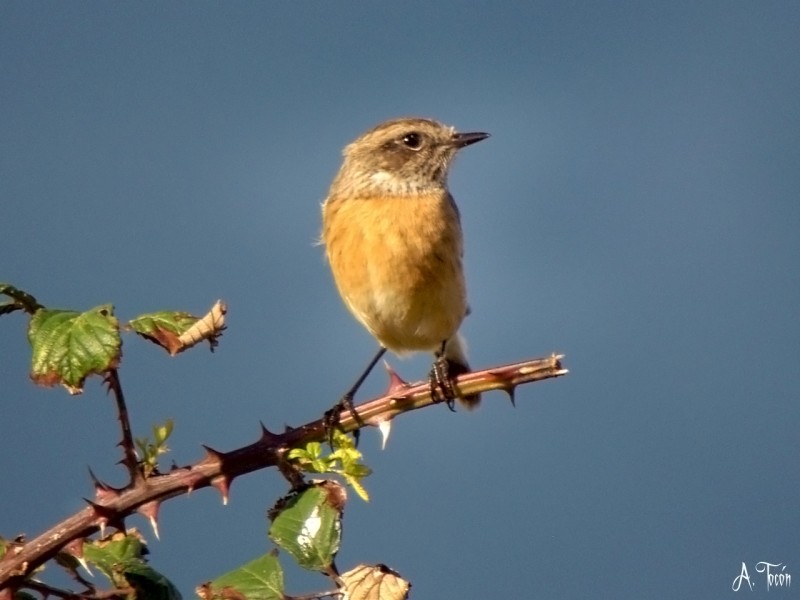 Papamosca cerrojillo