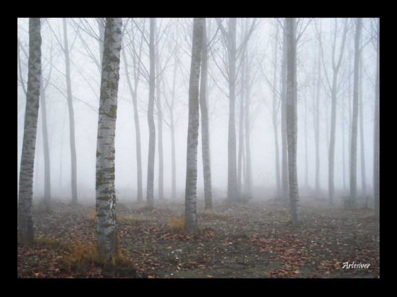 niebla