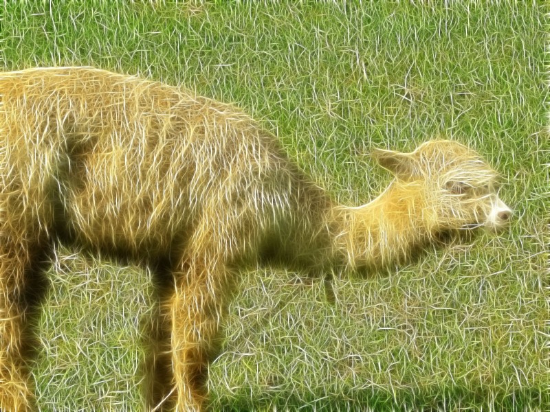 Vicua fractalius