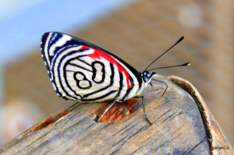 mariposa