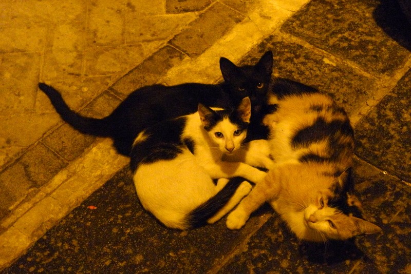 noche de gatos
