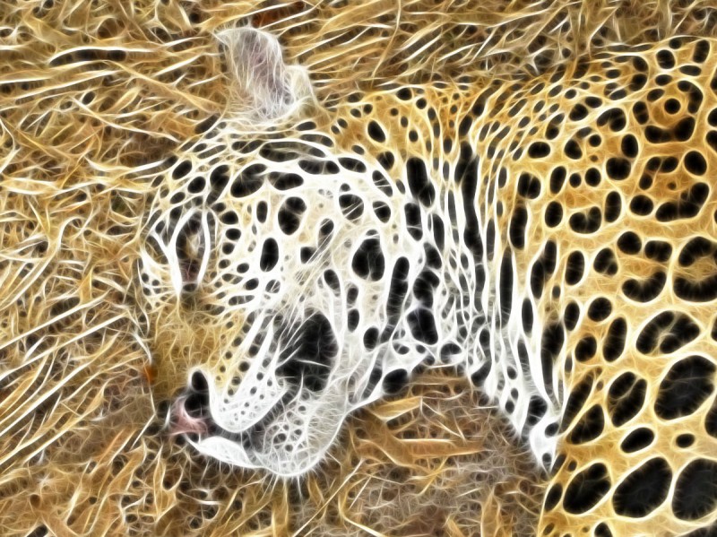 Otorongo fractalius