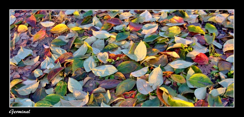 Hojas de colores