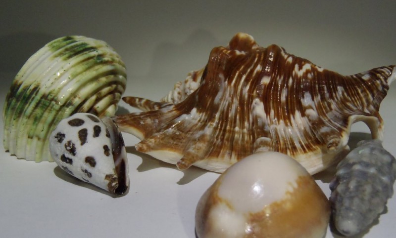 Caracol@s